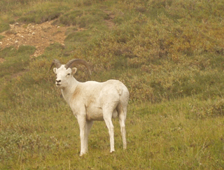 Dall Sheep in Denali Wilderness.